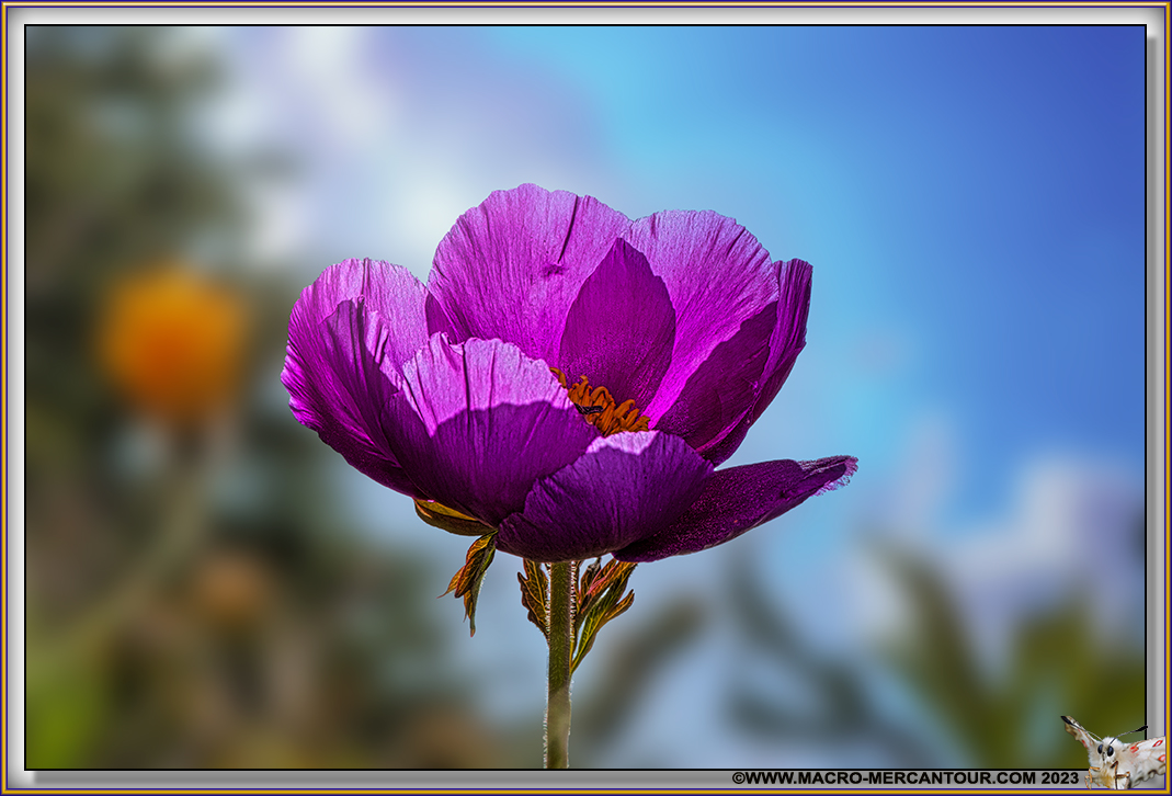 Pivoines